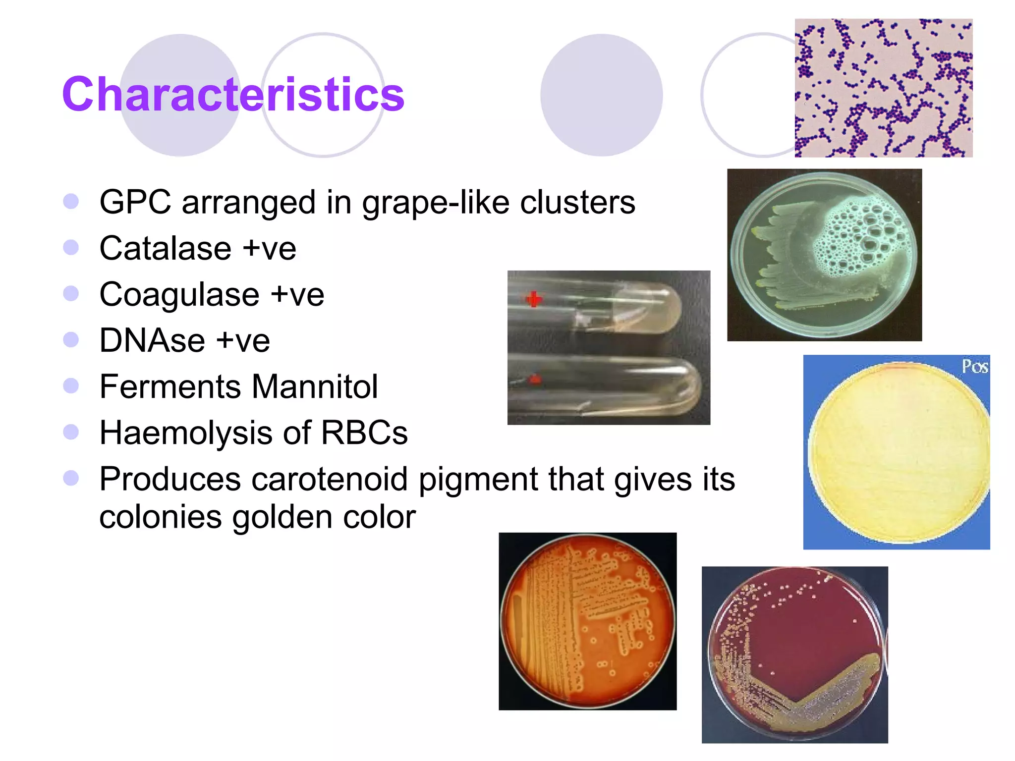 GPC arranged in grape-like clusters Catalase +ve Coagulase +ve DNAse +ve Ferments Mannitol Haemolysis of RBCs Produces carotenoid pigment that gives its colonies golden color Characteristics 