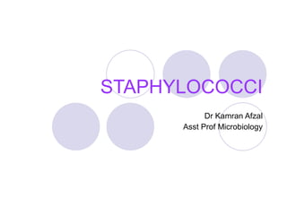 STAPHYLOCOCCI Dr Kamran Afzal Asst Prof Microbiology 