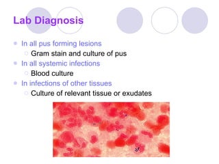 Lab Diagnosis In all pus forming lesions   Gram stain and culture of pus In all systemic infections Blood culture In infections of other tissues Culture of relevant tissue or exudates 
