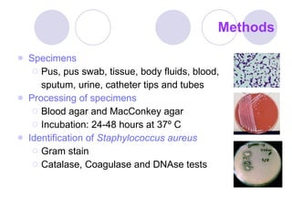 Methods Specimens Pus, pus swab, tissue, body fluids, blood, sputum, urine, catheter tips and tubes Processing of specimens Blood agar and MacConkey agar Incubation: 24-48 hours at 37º C Identification of  Staphylococcus aureus Gram stain Catalase, Coagulase and DNAse tests 