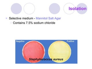 Isolation Selective medium -  Mannitol Salt Agar   Contains 7.5% sodium chloride Staphylococcus aureus 