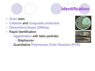 Identification Gram  stain  Catalase   and  Coagulase production Deoxyribonuclease (DNAse) Rapid Identification Agglutination  with latex particles Staphaurex Quantitative  Polymerase Chain Reaction (PCR) 