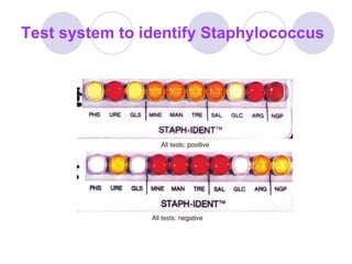 Test system to identify Staphylococcus 