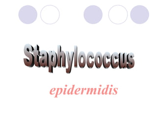 Staphylococcus epidermidis 