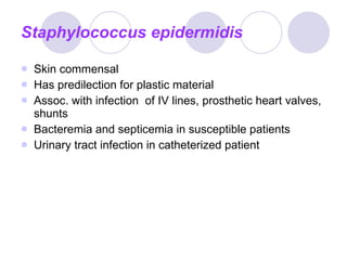 Staphylococcus epidermidis Skin commensal Has predilection for plastic material Assoc. with infection  of IV lines, prosthetic heart valves,  shunts Bacteremia and septicemia in susceptible patients Urinary tract infection in catheterized patient 