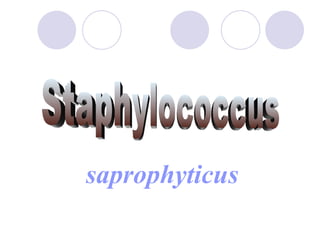 Staphylococcus saprophyticus 