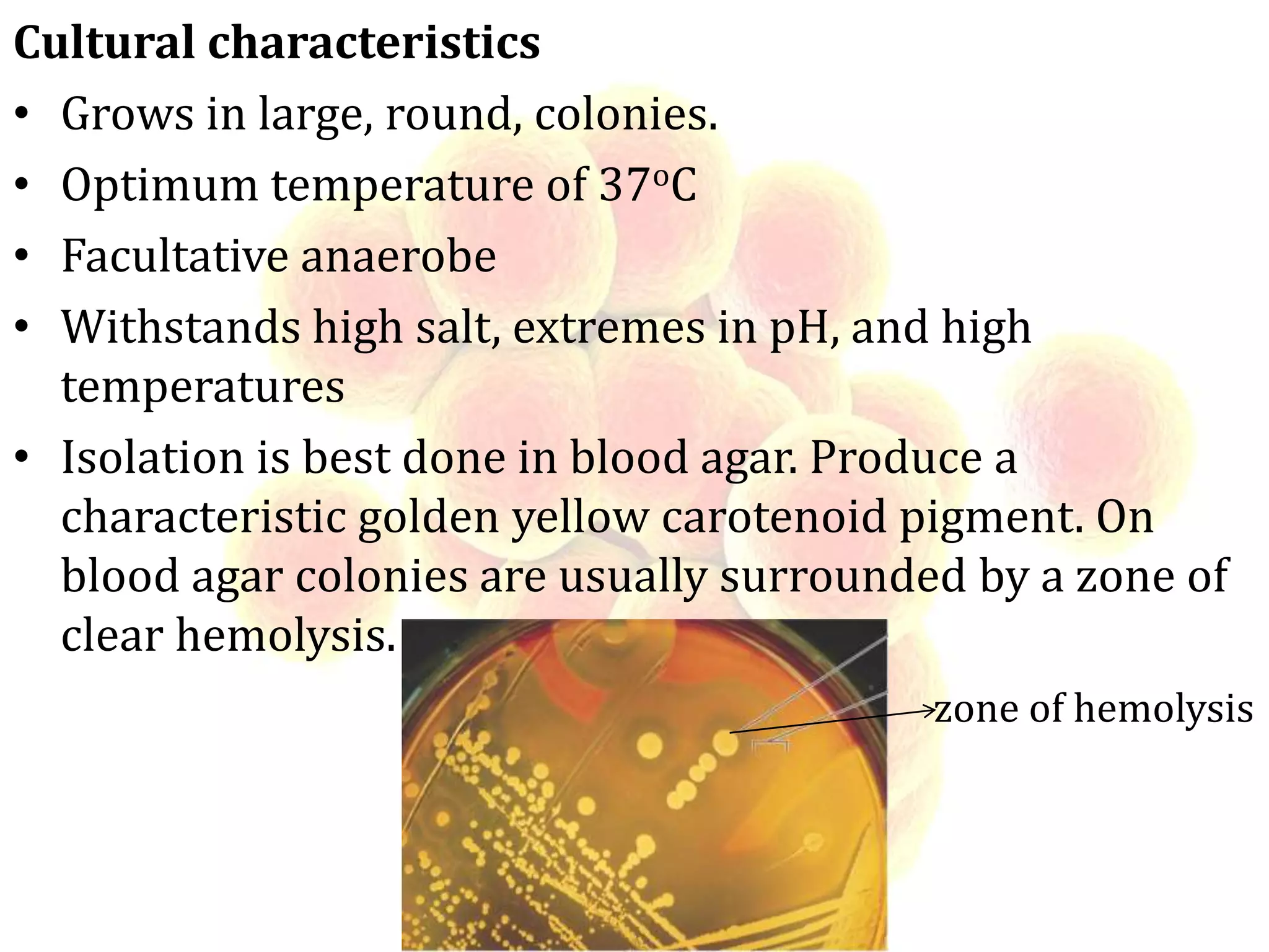 Cultural characteristics
• Grows in large, round, colonies.
• Optimum temperature of 37oC
• Facultative anaerobe
• Withstands high salt, extremes in pH, and high
temperatures
• Isolation is best done in blood agar. Produce a
characteristic golden yellow carotenoid pigment. On
blood agar colonies are usually surrounded by a zone of
clear hemolysis.
zone of hemolysis
 