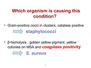 Which organism is causing this
condition?
• Gram-positive cocci in clusters, catalase positive

staphylococci
• β-hemolysis , golden yellow pigment, yellow
colonies on MSA and coagulase positivity

S. aureus
.

 