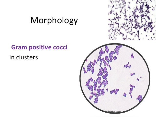 gram positive cocci in clusters gram positive cocci in clusters