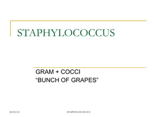 STAPHYLOCOCCUS GRAM + COCCI “BUNCH OF GRAPES” 