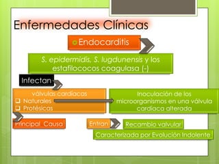 Enfermedades Clínicas
                   Endocarditis

        S. epidermidis, S. lugdunensis y los
            estafilococos coagulasa (-)
  Infectan
     válvulas cardíacas                  Inoculación de los
 Naturales                        microorganismos en una válvula
 Protésicas                             cardíaca alterada

Principal Causa           Entran     Recambio valvular
                            Caracterizada por Evolución Indolente
 