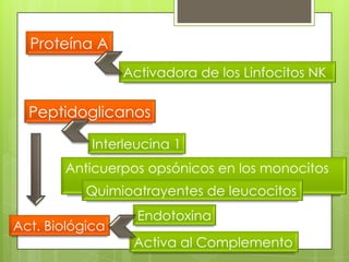 Proteína A
                 Activadora de los Linfocitos NK

  Peptidoglicanos

            Interleucina 1
       Anticuerpos opsónicos en los monocitos
           Quimioatrayentes de leucocitos
                   Endotoxina
Act. Biológica
                  Activa al Complemento
 