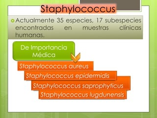 Staphylococcus
 Actualmente35 especies, 17 subespecies
 encontradas   en    muestras    clínicas
 humanas.

  De Importancia
      Médica
  Staphylococcus aureus
    Staphylococcus epidermidis
      Staphylococcus saprophyticus
         Staphylococcus lugdunensis
 