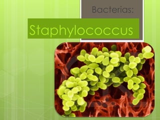 Bacterias:

Staphylococcus
 