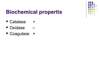 Biochemical propertis
 Catalase  +
 Oxidase   –
 Coagulase +
 