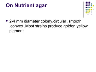 On Nutrient agar

 2-4mm diameter colony.circular ,smooth
 ,convex ,Most strains produce golden yellow
 pigment
 