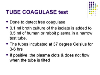 TUBE COAGULASE test
 Done   to detect free coagulase
 0.1 ml broth culture of the isolate is added to
  0.5 ml of human or rabbit plasma in a narrow
  test tube.
 The tubes incubated at 37 degree Celsius for
  3-6 hrs
 If positive ,the plasma clots & does not flow
  when the tube is tilted
 