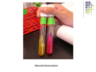 Mannitol fermentation
 