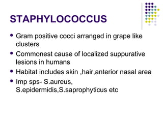 STAPHYLOCOCCUS
 Gram   positive cocci arranged in grape like
  clusters
 Commonest cause of localized suppurative
  lesions in humans
 Habitat includes skin ,hair,anterior nasal area

 Imp sps- S.aureus,
  S.epidermidis,S.saprophyticus etc
 