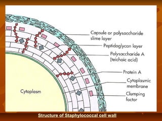 Structure of Staphylococcal cell wall
 