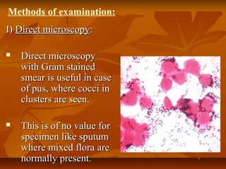 I)I) Direct microscopyDirect microscopy::
 Direct microscopyDirect microscopy
with Gram stainedwith Gram stained
smear is useful in casesmear is useful in case
of pus, where cocci inof pus, where cocci in
clusters are seen.clusters are seen.
 This is of no value forThis is of no value for
specimen like sputumspecimen like sputum
where mixed flora arewhere mixed flora are
normally present.normally present.
Methods of examination:
 