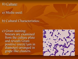 c) Gram staining:c) Gram staining:
Smears are examinedSmears are examined
from the culture platefrom the culture plate
and reveals Gramand reveals Gram
positive cocci(1positive cocci(1μμm inm in
diameter) arranged indiameter) arranged in
grape like clusters.grape like clusters.
II)II) CultureCulture::
a) Media used:a) Media used:
b) Cultural Characteristics:b) Cultural Characteristics:
 