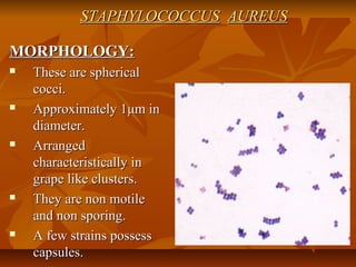 STAPHYLOCOCCUSSTAPHYLOCOCCUS AUREUSAUREUS
MORPHOLOGY:MORPHOLOGY:
 These are sphericalThese are spherical
cocci.cocci.
 Approximately 1Approximately 1μμm inm in
diameter.diameter.
 ArrangedArranged
characteristically incharacteristically in
grape like clusters.grape like clusters.
 They are non motileThey are non motile
and non sporing.and non sporing.
 A few strains possessA few strains possess
capsules.capsules.
 