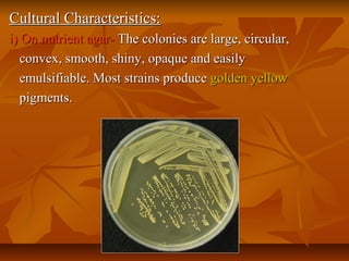 Cultural Characteristics:Cultural Characteristics:
i) On nutrient agar-i) On nutrient agar- The colonies are large, circular,The colonies are large, circular,
convex, smooth, shiny, opaque and easilyconvex, smooth, shiny, opaque and easily
emulsifiable. Most strains produceemulsifiable. Most strains produce golden yellowgolden yellow
pigments.pigments.
 