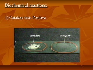 Biochemical reactions:Biochemical reactions:
1) Catalase test- Positive.1) Catalase test- Positive.
 