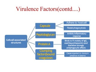 STAPHYLOCOCCUS | PPTX
