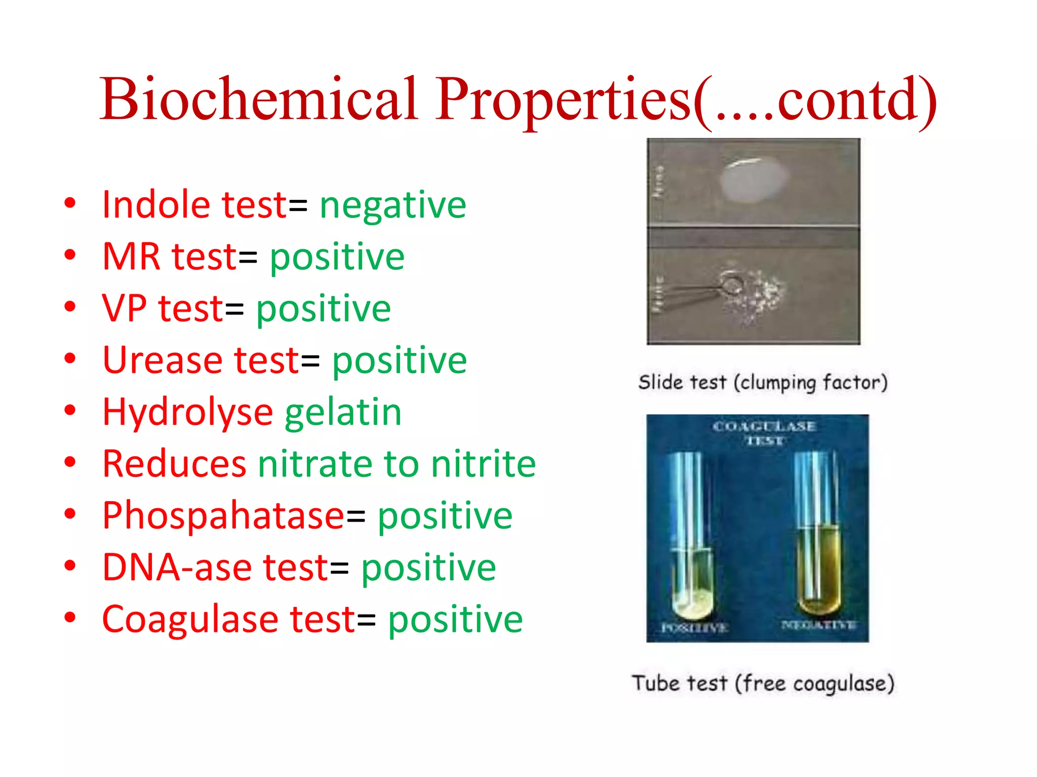 Biochemical Properties(....contd)
• Indole test= negative
• MR test= positive
• VP test= positive
• Urease test= positive
• Hydrolyse gelatin
• Reduces nitrate to nitrite
• Phospahatase= positive
• DNA-ase test= positive
• Coagulase test= positive
 