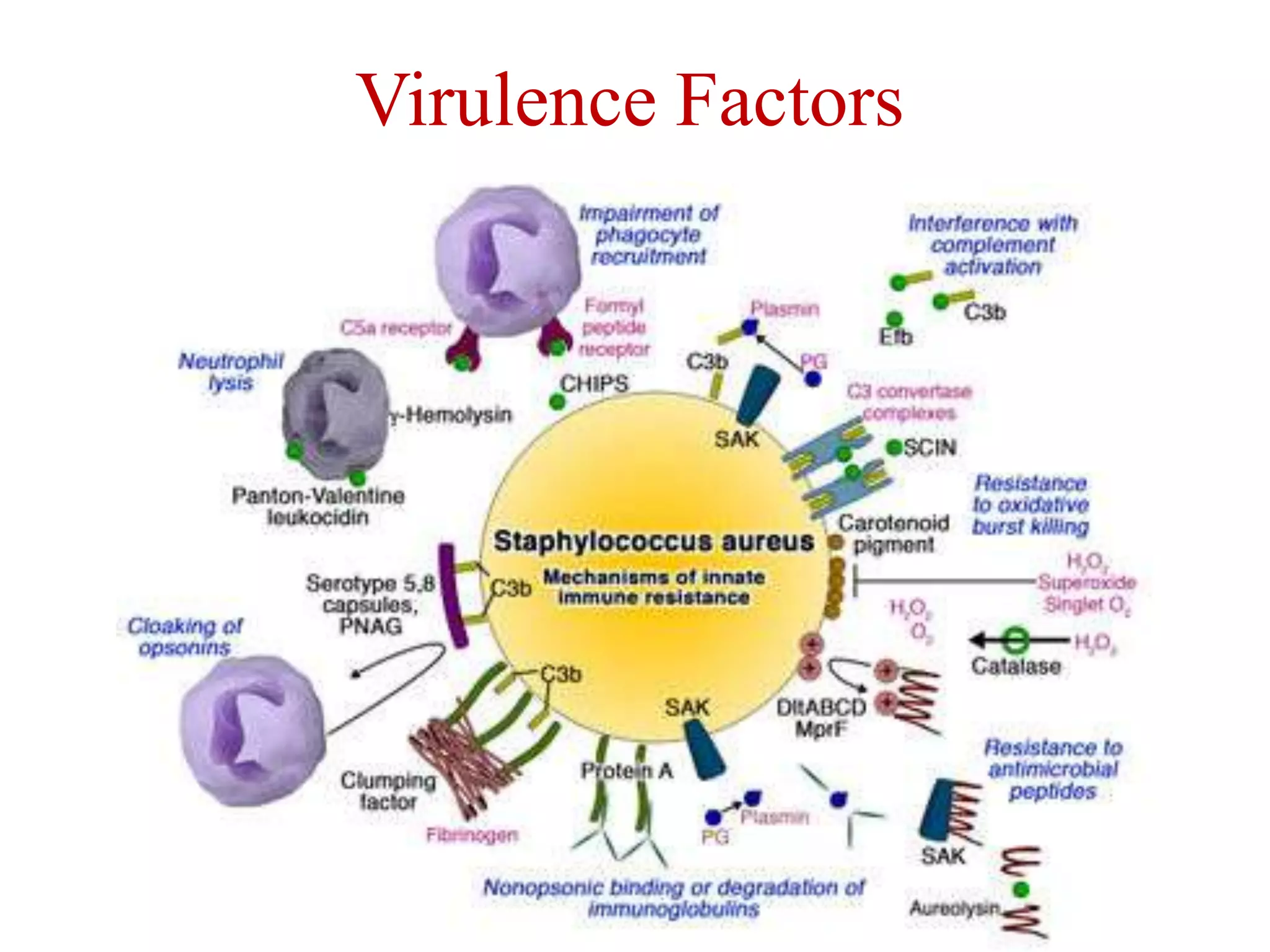 Virulence Factors
 