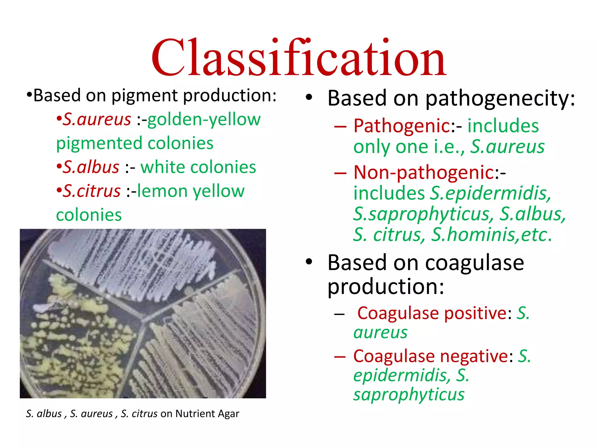 Classification
• Based on pathogenecity:
– Pathogenic:- includes
only one i.e., S.aureus
– Non-pathogenic:-
includes S.epidermidis,
S.saprophyticus, S.albus,
S. citrus, S.hominis,etc.
• Based on coagulase
production:
– Coagulase positive: S.
aureus
– Coagulase negative: S.
epidermidis, S.
saprophyticus
S. albus , S. aureus , S. citrus on Nutrient Agar
•Based on pigment production:
•S.aureus :-golden-yellow
pigmented colonies
•S.albus :- white colonies
•S.citrus :-lemon yellow
colonies
 