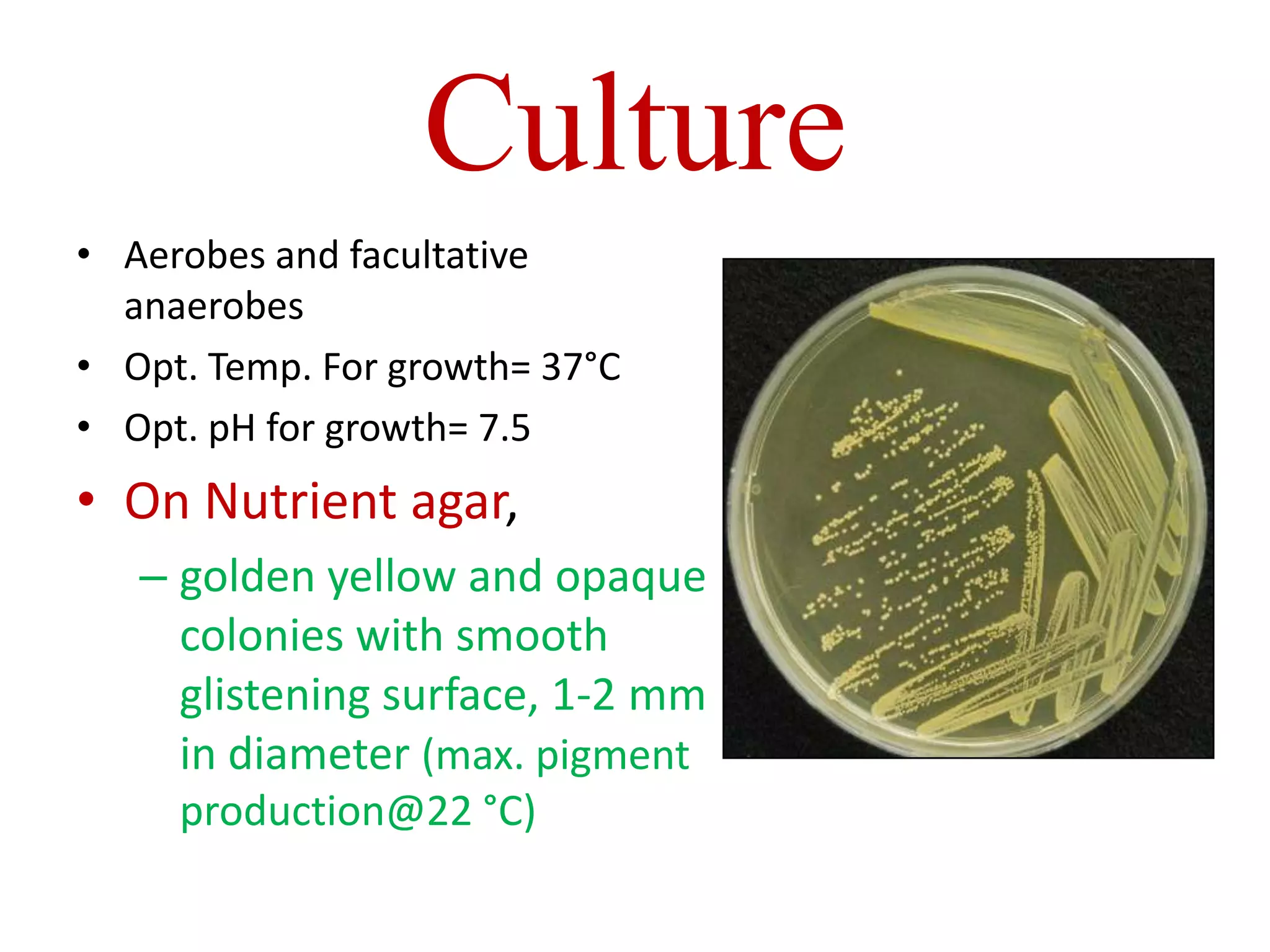 Culture
• Aerobes and facultative
anaerobes
• Opt. Temp. For growth= 37°C
• Opt. pH for growth= 7.5
• On Nutrient agar,
– golden yellow and opaque
colonies with smooth
glistening surface, 1-2 mm
in diameter (max. pigment
production@22 °C)
 