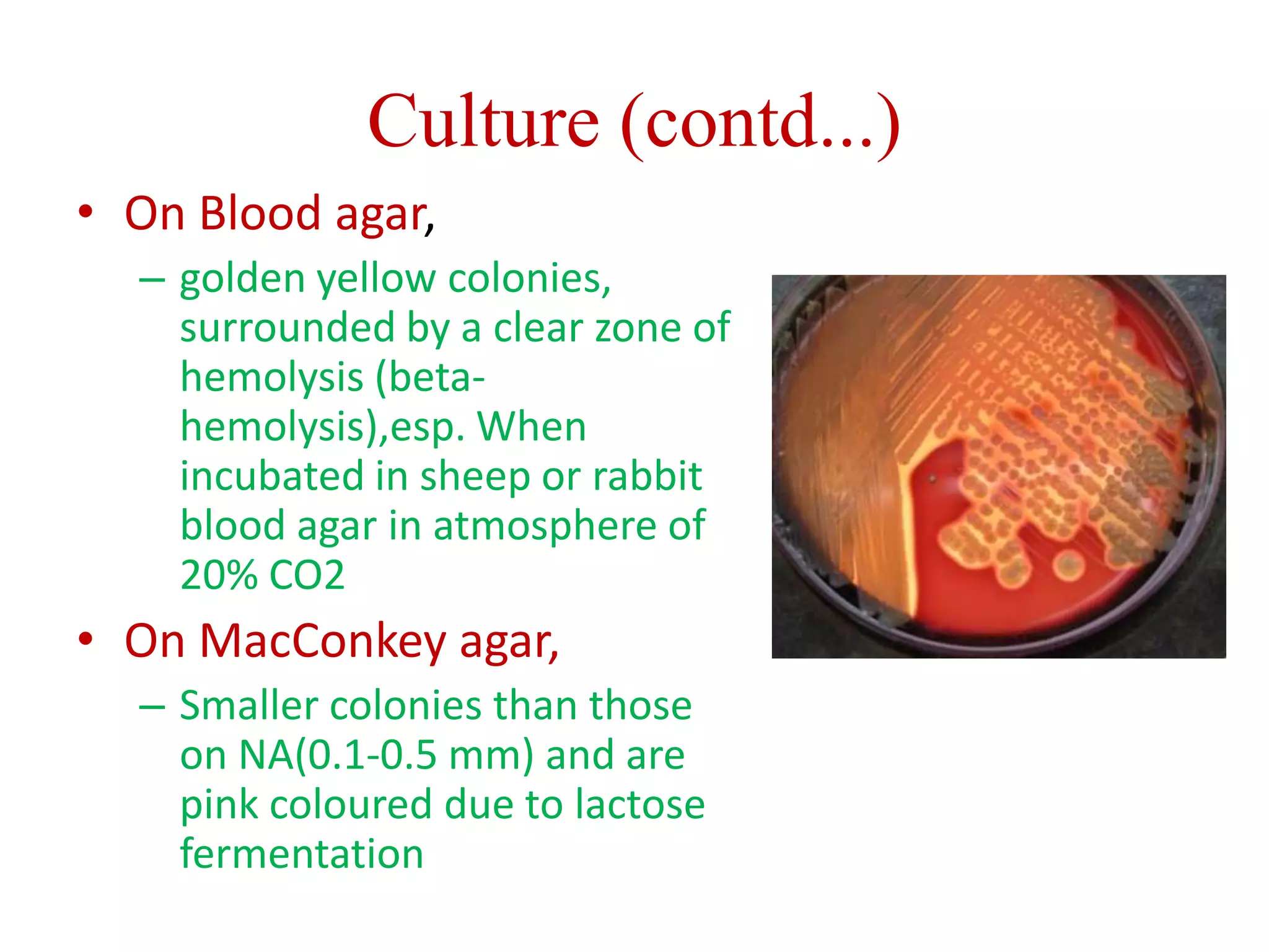Culture (contd...)
• On Blood agar,
– golden yellow colonies,
surrounded by a clear zone of
hemolysis (beta-
hemolysis),esp. When
incubated in sheep or rabbit
blood agar in atmosphere of
20% CO2
• On MacConkey agar,
– Smaller colonies than those
on NA(0.1-0.5 mm) and are
pink coloured due to lactose
fermentation
 