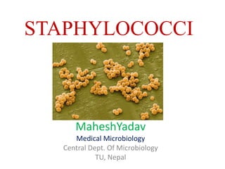 STAPHYLOCOCCI
MaheshYadav
Medical Microbiology
Central Dept. Of Microbiology
TU, Nepal
 