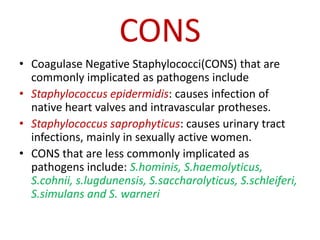 Staphylococcus | PPTX