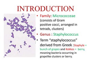 Staphylococcus aureus: Video, Anatomy & Definition