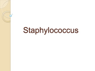 Staphylococcus

 