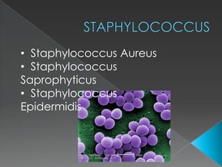 • Staphylococcus Aureus
• Staphylococcus
Saprophyticus
• Staphylococcus
Epidermidis

 