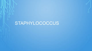 STAPHYLOCOCCUS

 