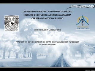 UNIVERSIDAD NACIONAL AUTÓNOMA DE MÉXICO
FACULTAD DE ESTUDIOS SUPERIORES ZARAGOZA
CARRERA DE MEDICO CIRUJANO

MICROBIOLOGIA LABORATORIO

PRACTICA #2: DIFERENCIACION DE CEPAS DE ESTAFILOCOCOS PATOGENOS
DE NO PATOGENOS

JNJNJNJNJNKJKKNKJNJKNJKNJKNK

 
