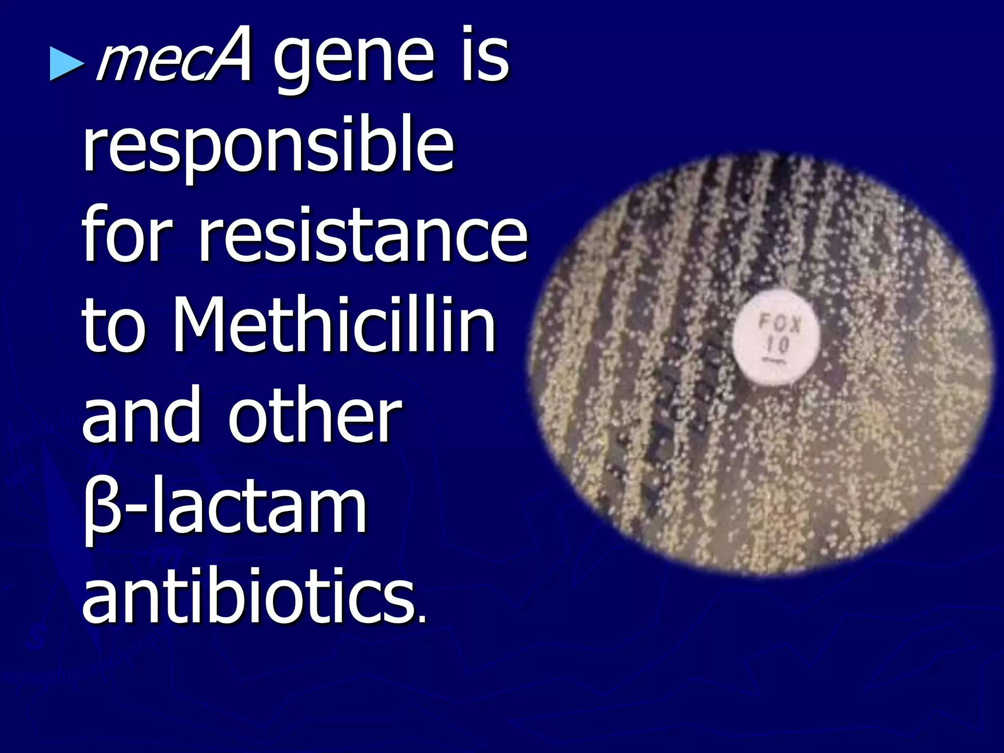 ►mecA gene is
responsible
for resistance
to Methicillin
and other
β-lactam
antibiotics.
 