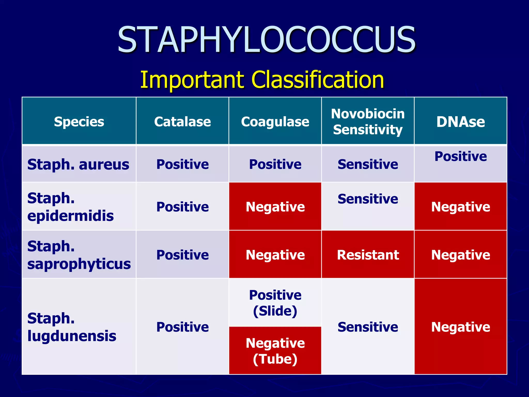 STAPHYLOCOCCUS
Important Classification
Species Catalase Coagulase
Novobiocin
Sensitivity
DNAse
Staph. aureus Positive Positive Sensitive
Positive
Staph.
epidermidis
Positive Negative
Sensitive
Negative
Staph.
saprophyticus
Positive Negative Resistant Negative
Staph.
lugdunensis
Positive
Positive
(Slide)
Sensitive Negative
Negative
(Tube)
 