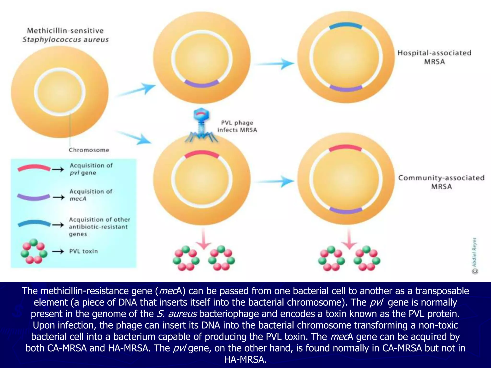 The methicillin-resistance gene (mecA) can be passed from one bacterial cell to another as a transposable
element (a piece of DNA that inserts itself into the bacterial chromosome). The pvl gene is normally
present in the genome of the S. aureus bacteriophage and encodes a toxin known as the PVL protein.
Upon infection, the phage can insert its DNA into the bacterial chromosome transforming a non-toxic
bacterial cell into a bacterium capable of producing the PVL toxin. The mecA gene can be acquired by
both CA-MRSA and HA-MRSA. The pvl gene, on the other hand, is found normally in CA-MRSA but not in
HA-MRSA.
 