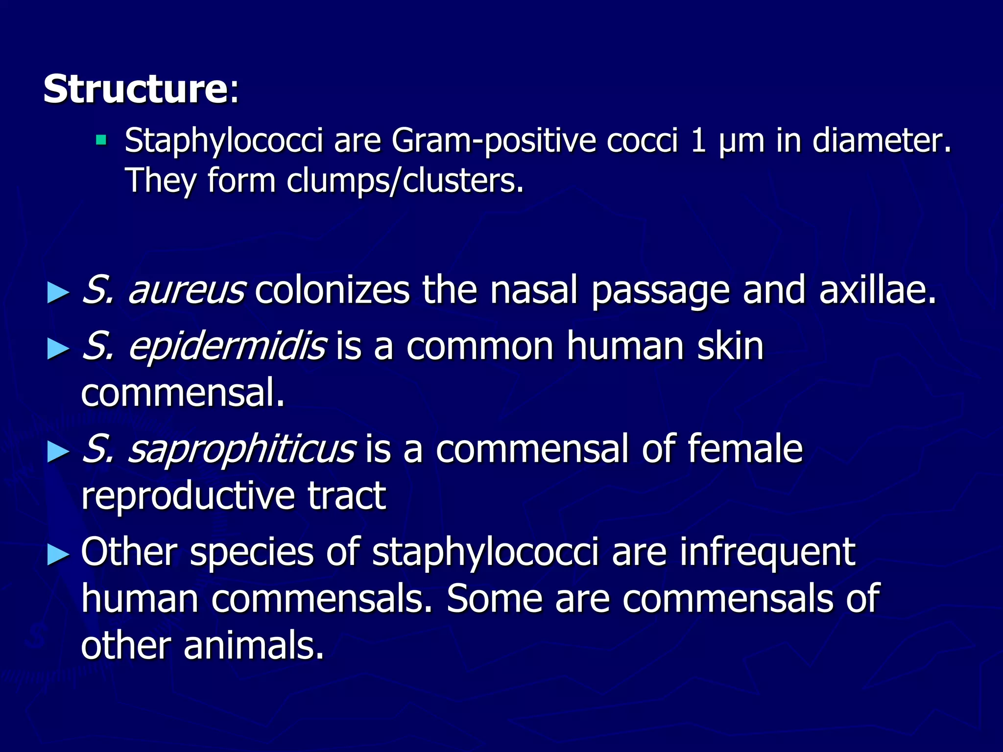 Structure:
 Staphylococci are Gram-positive cocci 1 µm in diameter.
They form clumps/clusters.
► S. aureus colonizes the nasal passage and axillae.
► S. epidermidis is a common human skin
commensal.
► S. saprophiticus is a commensal of female
reproductive tract
► Other species of staphylococci are infrequent
human commensals. Some are commensals of
other animals.
 