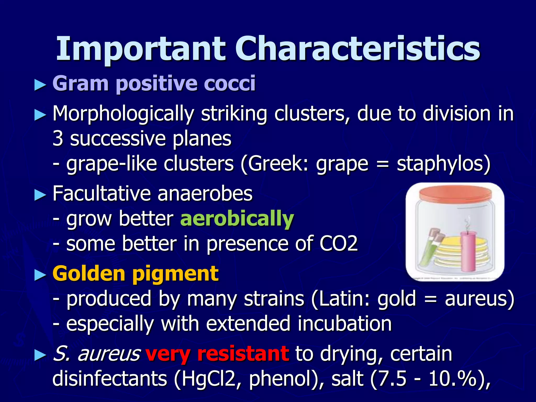 ► Gram positive cocci
► Morphologically striking clusters, due to division in
3 successive planes
- grape-like clusters (Greek: grape = staphylos)
► Facultative anaerobes
- grow better aerobically
- some better in presence of CO2
► Golden pigment
- produced by many strains (Latin: gold = aureus)
- especially with extended incubation
► S. aureus very resistant to drying, certain
disinfectants (HgCl2, phenol), salt (7.5 - 10.%),
Important Characteristics
 