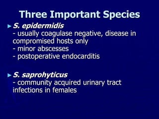 Three Important Species
►S. epidermidis
- usually coagulase negative, disease in
compromised hosts only
- minor abscesses
- postoperative endocarditis
►S. saprohyticus
- community acquired urinary tract
infections in females
 