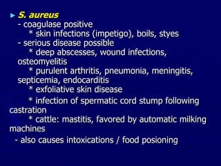 ► S. aureus
- coagulase positive
* skin infections (impetigo), boils, styes
- serious disease possible
* deep abscesses, wound infections,
osteomyelitis
* purulent arthritis, pneumonia, meningitis,
septicemia, endocarditis
* exfoliative skin disease
* infection of spermatic cord stump following
castration
* cattle: mastitis, favored by automatic milking
machines
- also causes intoxications / food posioning
 