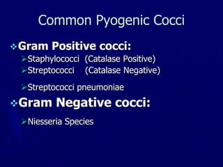 Gram Positive cocci:
Staphylococci (Catalase Positive)
Streptococci (Catalase Negative)
Streptococci pneumoniae
Gram Negative cocci:
Niesseria Species
Common Pyogenic Cocci
 
